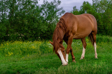 Fototapeta premium Rural Scene with A Horse Grazing Grass on A Meadow in Springtime