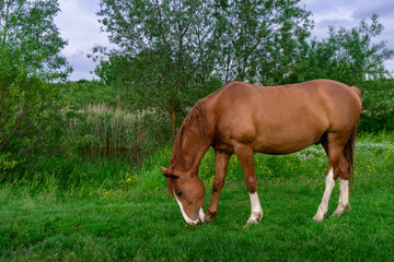 Rural Scene with A Horse Grazing Grass on A Meadow in Springtime