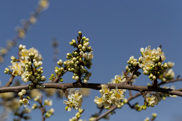 Apple tree in bloom. White flowers of fruit tree. Spring vegetation of fruit plants. Bees and other insects pollinate flowers.
