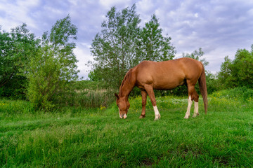 Obraz premium Rural Scene with A Horse Grazing Grass on A Meadow in Springtime