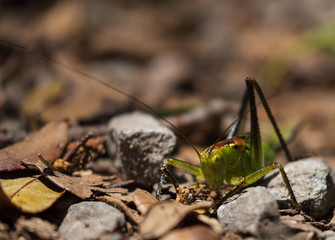 Closeup of large green grasshopper walking over rocks and dry leaves