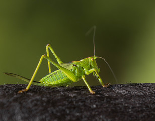 Giant grasshopper walks on dark dry wood on blurred green background