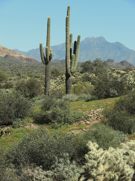 The Saguaro tree is a prominent symbol of the Arizona desert. © efaah0