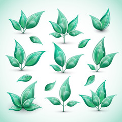 Set of green fresh leaves isolated on white background. Vector illustration.