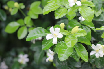 Gerdenia Crape Jasmine with green grass background