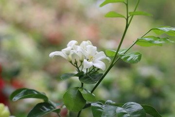 Gerdenia Crape Jasmine with green grass background