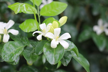 Gerdenia Crape Jasmine with green grass background