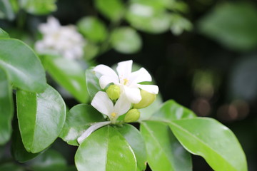 Gerdenia Crape Jasmine with green grass background