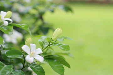 Fototapeta premium Gerdenia Crape Jasmine with green grass background
