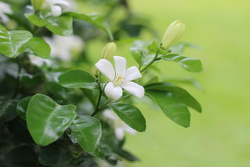 Gerdenia Crape Jasmine with green grass background