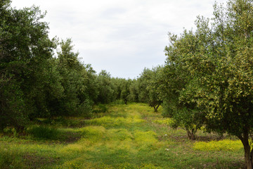 olivenbäume in der nähe georgioupolis auf kreta, griechenland