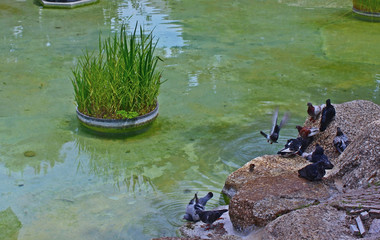 물가 비둘기 와 화분에 풀