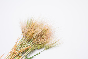 Bunch of wheat spike barley on white background