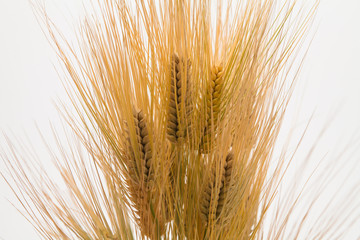 Bunch of wheat spike barley on white background