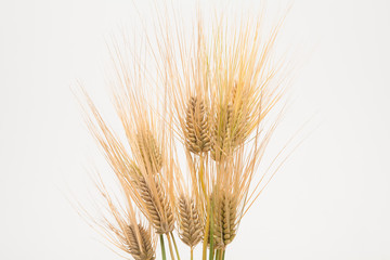 Bunch of wheat spike barley on white background