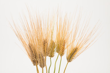 Bunch of wheat spike barley on white background