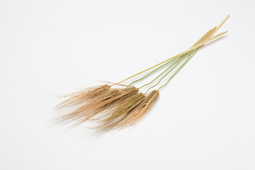 Bunch of wheat spike barley on white background