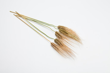 Bunch of wheat spike barley on white background