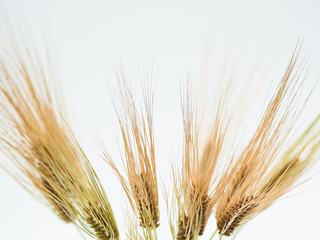 Fototapeta premium Bunch of wheat spike barley on white background