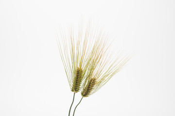 Fototapeta premium Spike of green fresh rye barley wheat isolate
