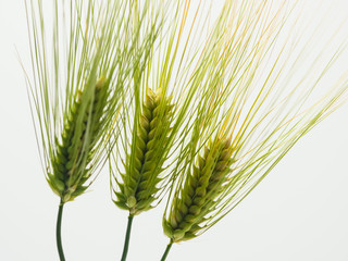 Spike of green fresh rye barley wheat isolate
