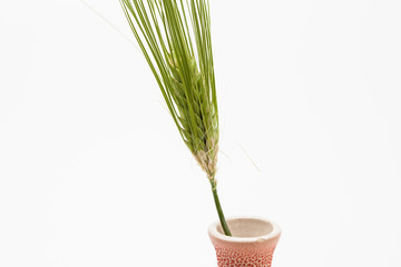 Spike of green fresh rye barley wheat isolate