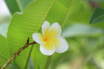 Plumeria (frangipani) flowers