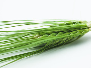 Detail of Spike green fresh rye barley wheat isolated 