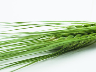 Obraz na płótnie Canvas Detail of Spike green fresh rye barley wheat isolated 