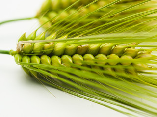 Detail of Spike green fresh rye barley wheat isolated 