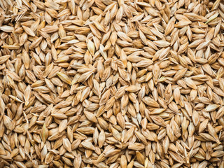 Background Top view of barley grains