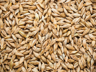 Background Top view of barley grains