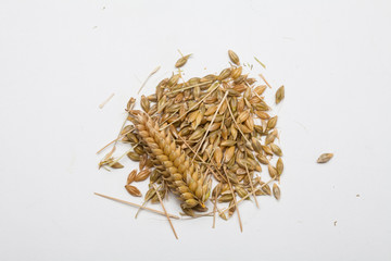 Fototapeta premium Ears of wheat and wheat grains on white background