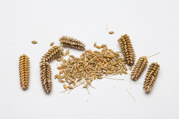 Ears of wheat and wheat grains on white background