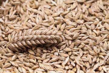 Close up of Ears wheat and grains on white background