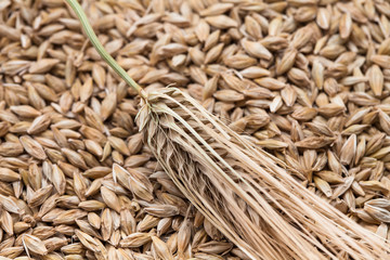 Close up of Ears wheat and grains on white background