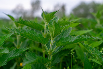 Detailed photo of the little spring green nettle