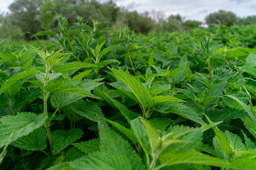 Detailed photo of the little spring green nettle