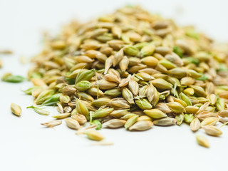  Close up of fresh green ears wheat and grains