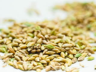  Close up of fresh green ears wheat and grains