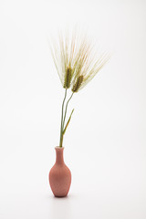  Green barley rye in vase isolated