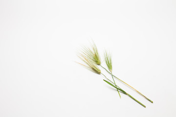  Spike of wheat isolated