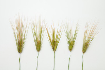  Spike of wheat isolated