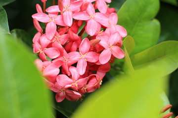 flower spike and buds and bloom.