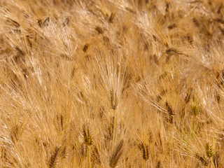 Golden barley field