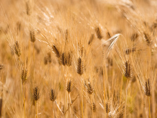 Golden barley field