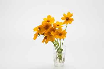 Decorative Orange flowers yellow cosmos