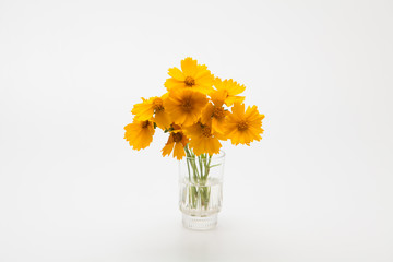 Decorative Orange flowers yellow cosmos
