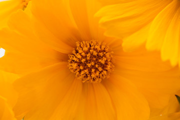  Beautiful close up of yellow cosmos flower