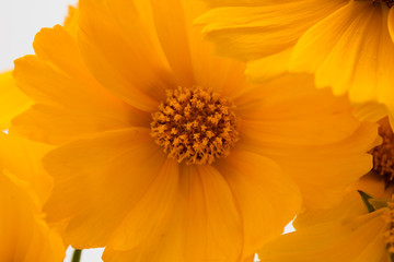  Beautiful close up of yellow cosmos flower
